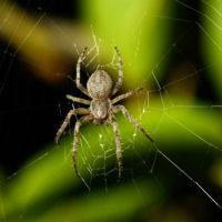 家庭や地域の経済格差は、家の中の蜘蛛にも表れる！？